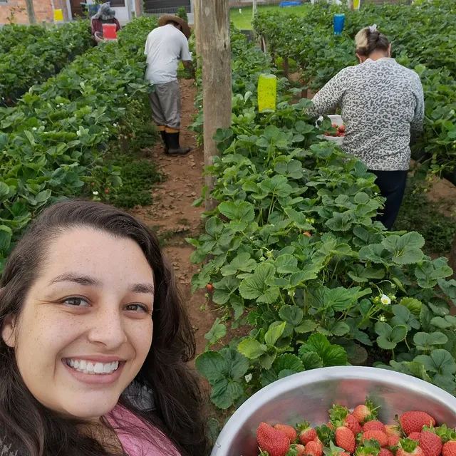 Otávio ajudando na estufa de morangos da família Feltrin