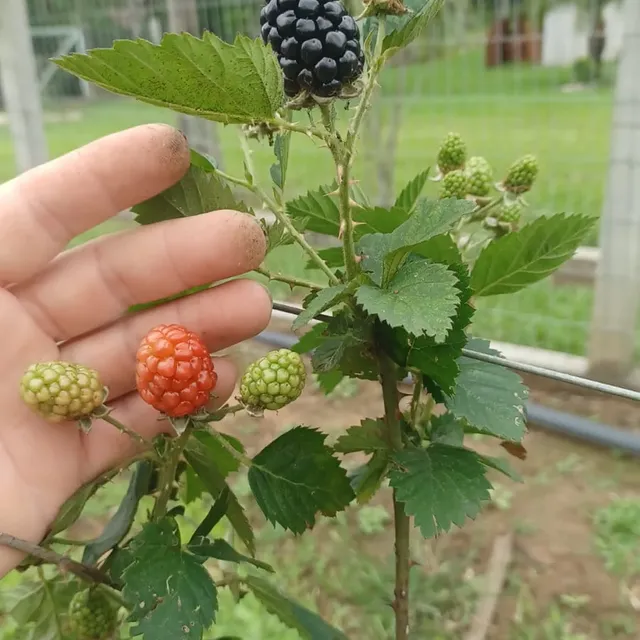 Amoras na planta